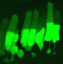 fluorescing-photoreceptors.jpg