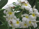 Ring of frangipani flowers